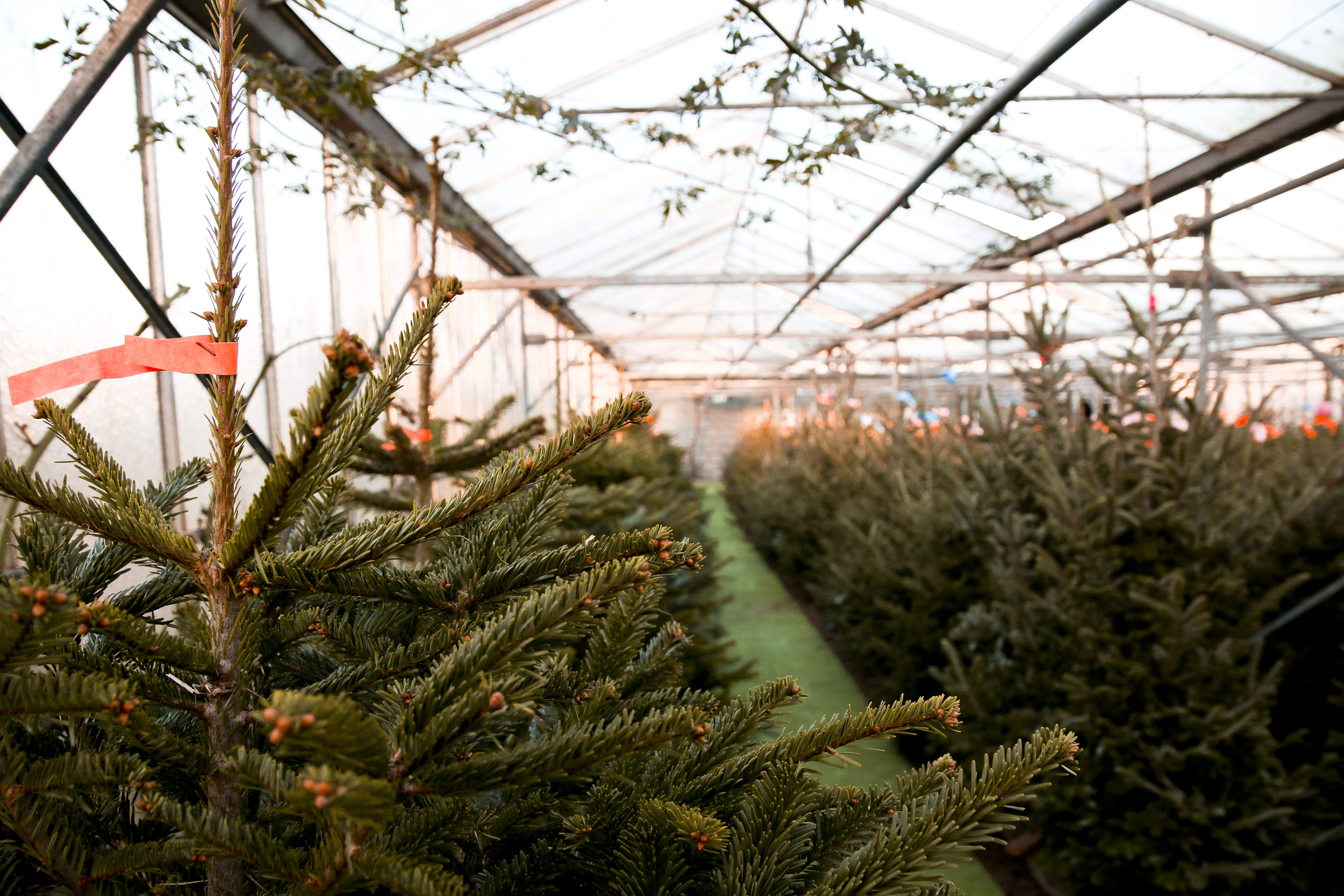Kerstbomen Vertommen